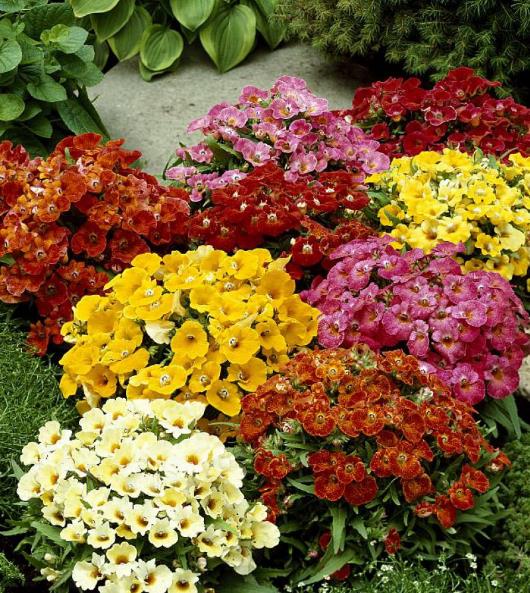 Nemesia strumosa Blaze of Glory (Mix) - Nemésia sedutora (Mix), Jóia do Cabo (Mix), Nemesia Chama da Glória - Imagem 2