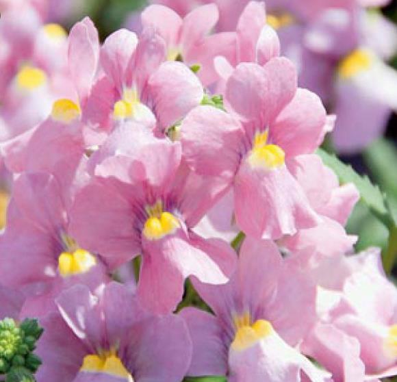Nemesia strumosa Blaze of Glory (Mix) - Nemésia sedutora (Mix), Jóia do Cabo (Mix), Nemesia Chama da Glória - Imagem 3