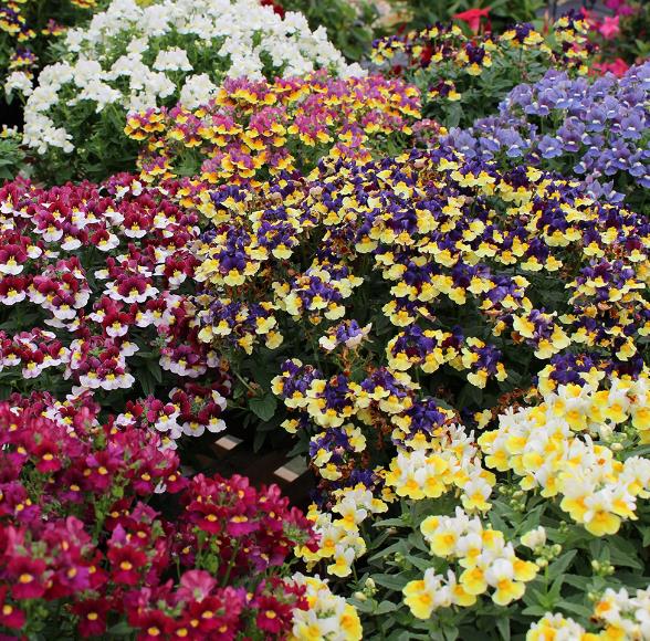 Nemesia strumosa Blaze of Glory (Mix) - Nemésia sedutora (Mix), Jóia do Cabo (Mix), Nemesia Chama da Glória - Imagem 4