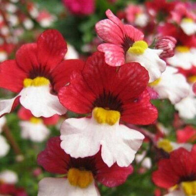 Nemesia strumosa Danish flag -  Jóia do Cabo sedutora, Nemésia sedutora vermelho e branca, Nemesia Danish Flag