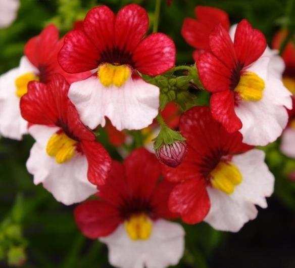 Nemesia strumosa Danish flag - Jóia do Cabo sedutora, Nemésia sedutora vermelho e branca, Nemesia Danish Flag - Imagem 2