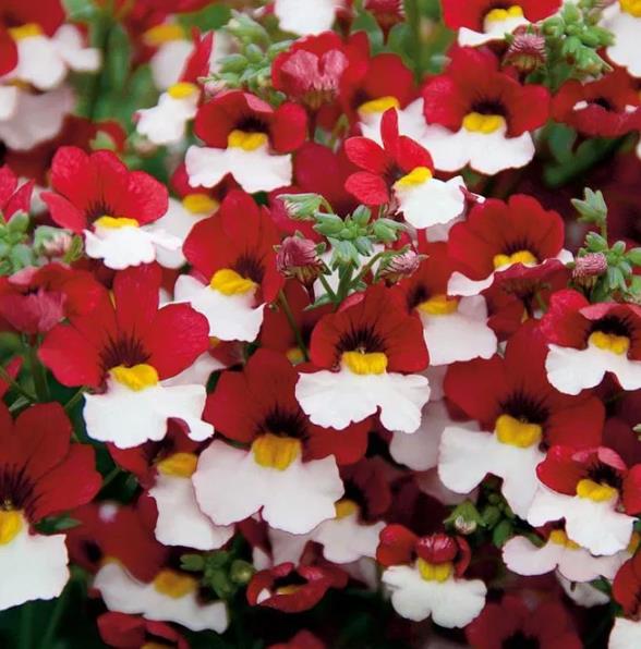 Nemesia strumosa Danish flag - Jóia do Cabo sedutora, Nemésia sedutora vermelho e branca, Nemesia Danish Flag - Imagem 3