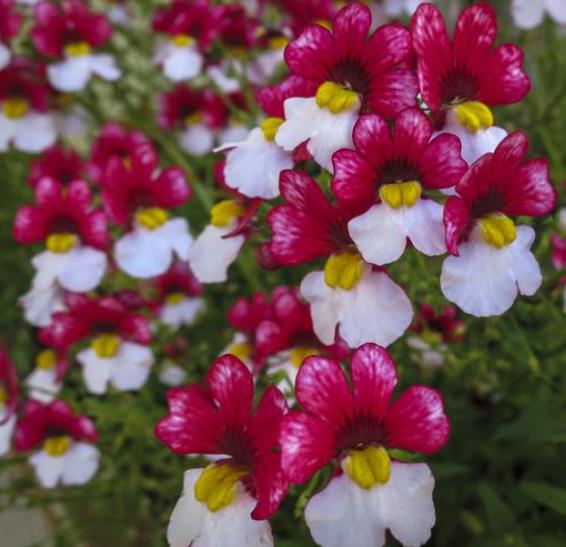 Nemesia strumosa Danish flag - Jóia do Cabo sedutora, Nemésia sedutora vermelho e branca, Nemesia Danish Flag - Imagem 4