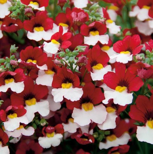 Nemesia strumosa Danish flag - Jóia do Cabo sedutora, Nemésia sedutora vermelho e branca, Nemesia Danish Flag - Imagem 5