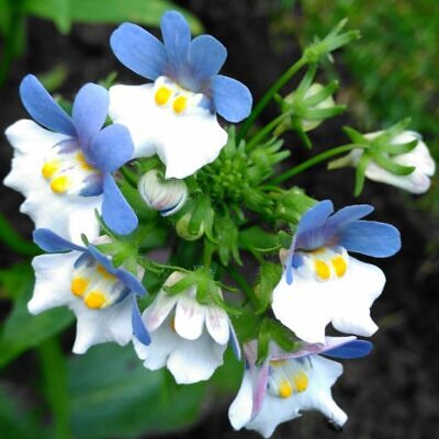 Nemesia strumosa KLM - Arlequim KLM, Jóia do cabo KLM, Nemésia KLM