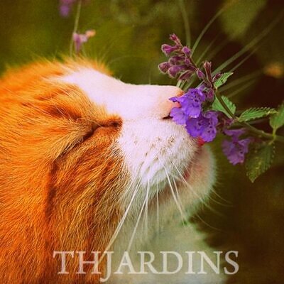 Nepeta cataria - Bálsamo do Campo, Erva dos Gatos, Catnip, Catmint