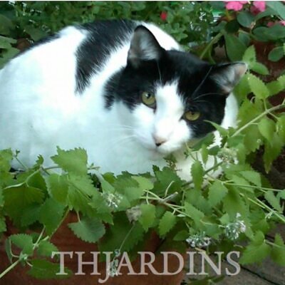Nepeta cataria 'Citriodora' - Bálsamo do Campo, Bálsamo de Limão, Erva dos Gatos Essência Limão, Catnip Citrad