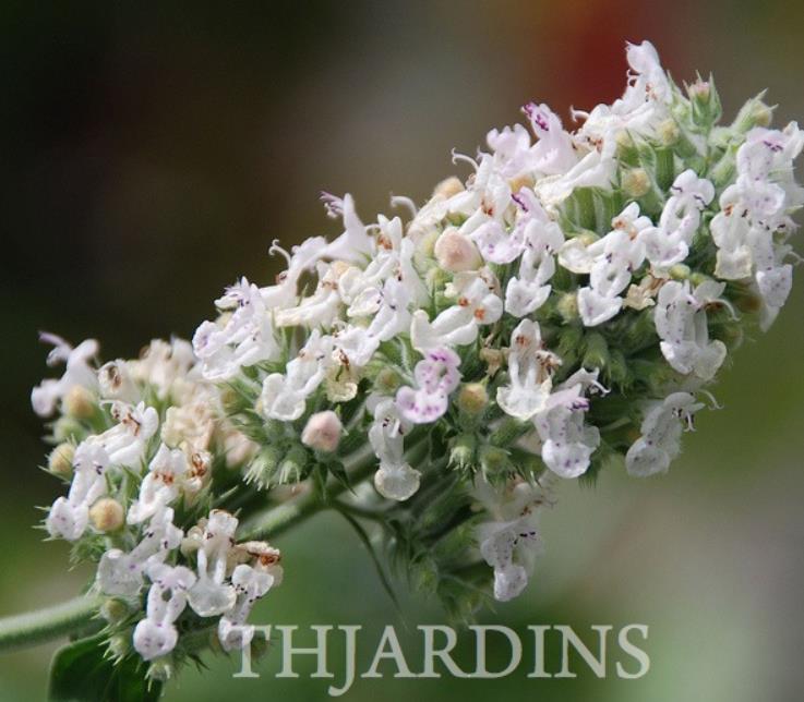 Nepeta cataria 'Citriodora' - Bálsamo do Campo, Bálsamo de Limão, Erva dos Gatos Essência Limão, Catnip Citrad - Imagem 2