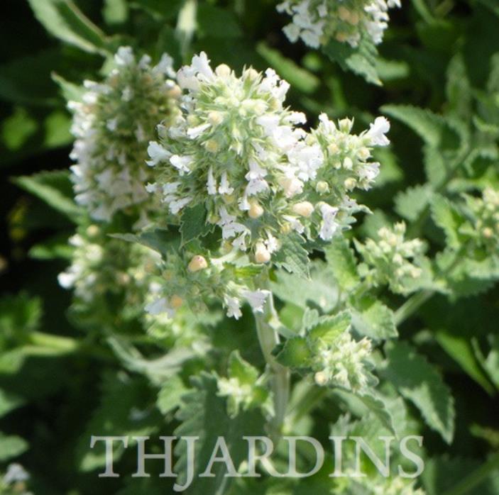 Nepeta cataria 'Citriodora' - Bálsamo do Campo, Bálsamo de Limão, Erva dos Gatos Essência Limão, Catnip Citrad - Imagem 4