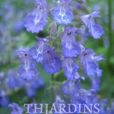 Nepeta clarkei - Erva dos Gatos Flor Azul, Clark's Catmint, Himalayan Catmint