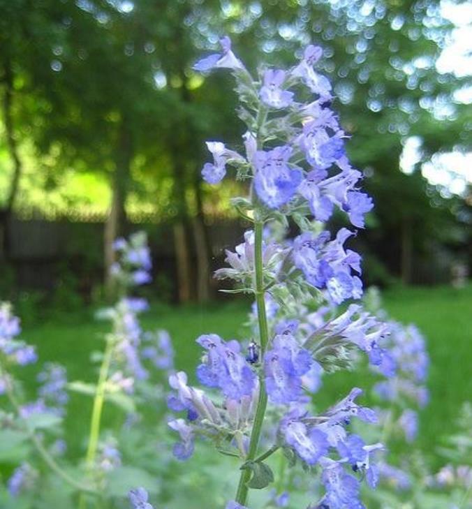 Nepeta clarkei - Erva dos Gatos Flor Azul, Clark's Catmint, Himalayan Catmint - Imagem 2