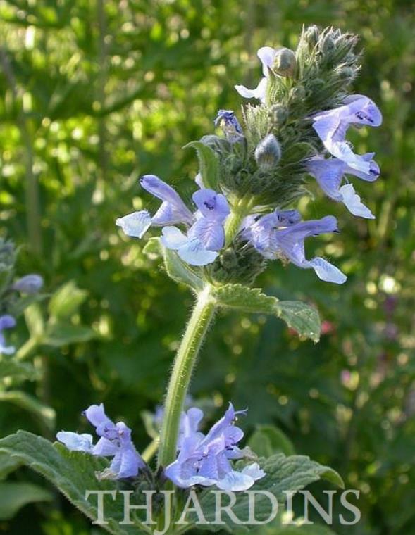 Nepeta clarkei - Erva dos Gatos Flor Azul, Clark's Catmint, Himalayan Catmint - Imagem 3