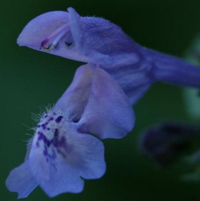 Nepeta clarkei - Erva dos Gatos Flor Azul, Clark's Catmint, Himalayan Catmint - Imagem 4