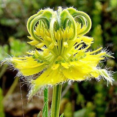 Nigella orientalis 'Transformer', Nigella transformer - Nigella Transformadora, Amor na Névoa, Yellow Love in a Mist, Flor Amor na Nebli