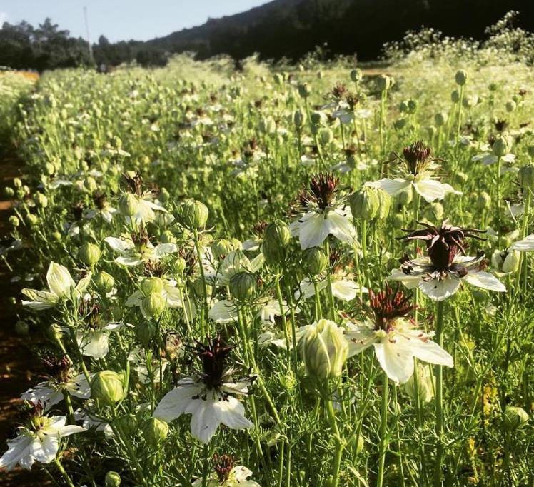 Nigella papillosa 'African Bride' - Amor em uma Névoa Rainha Africana, Love in a Mist, Flor Amor na Neblina, Nigella - Imagem 2