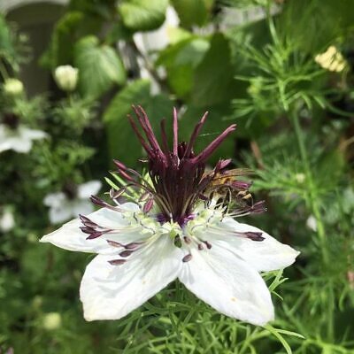 Nigella papillosa 'African Bride' - Amor em uma Névoa Rainha Africana, Love in a Mist, Flor Amor na Neblina, Nigella