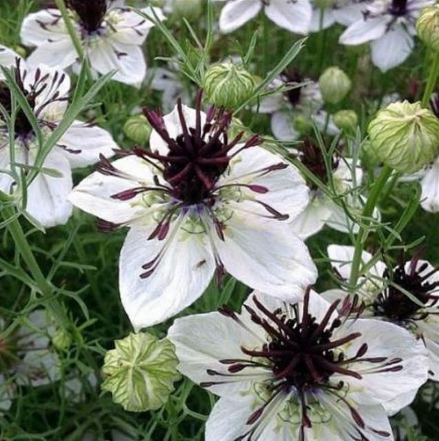 Nigella papillosa 'African Bride' - Amor em uma Névoa Rainha Africana, Love in a Mist, Flor Amor na Neblina, Nigella - Imagem 3