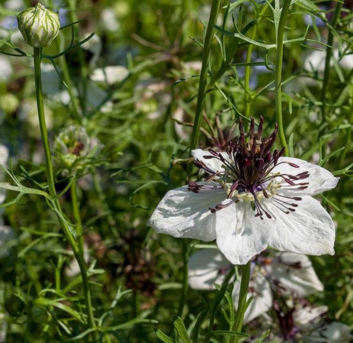 Nigella papillosa 'African Bride' - Amor em uma Névoa Rainha Africana, Love in a Mist, Flor Amor na Neblina, Nigella - Imagem 4