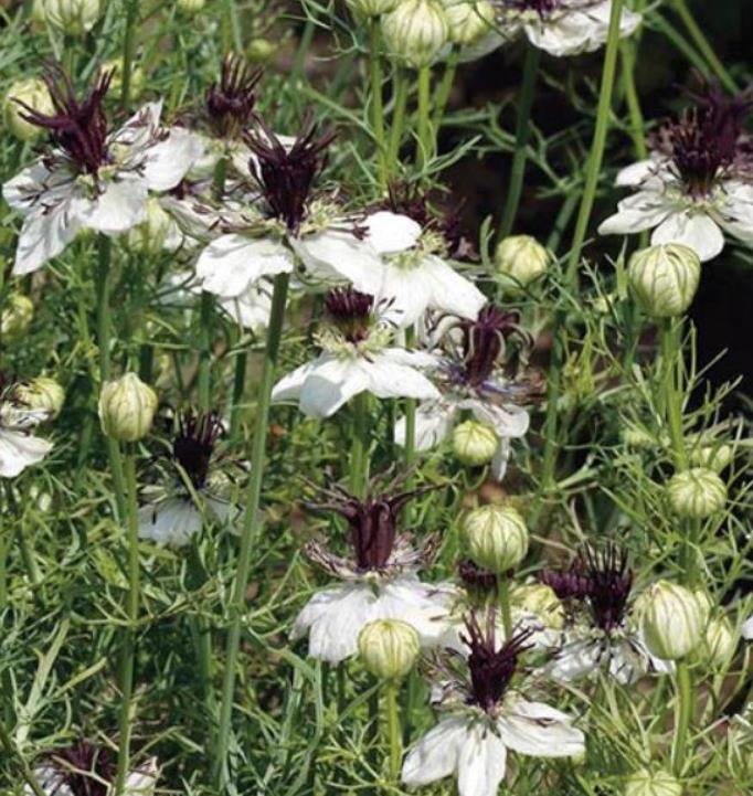 Nigella papillosa 'African Bride' - Amor em uma Névoa Rainha Africana, Love in a Mist, Flor Amor na Neblina, Nigella - Imagem 5