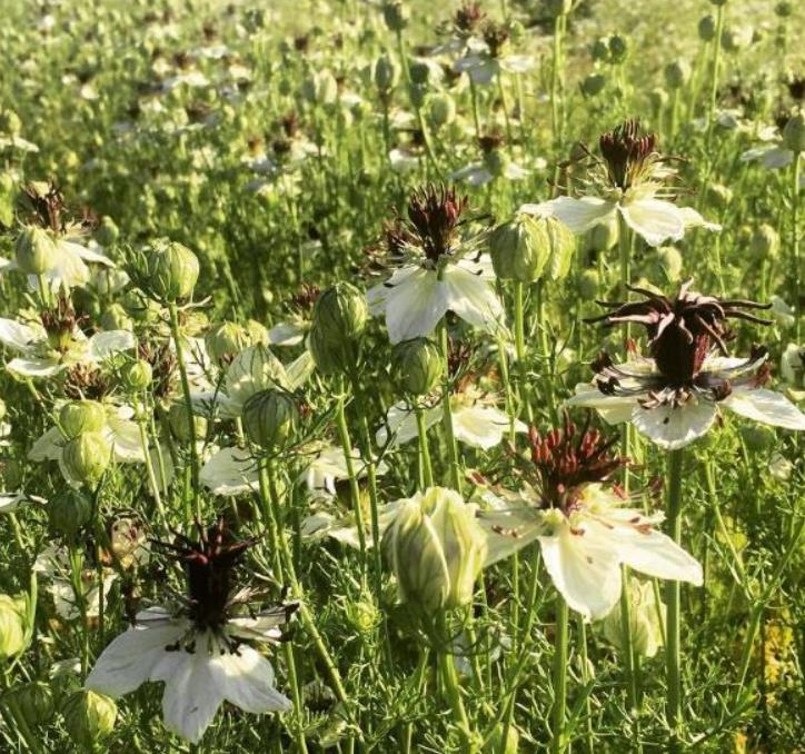 Nigella papillosa 'African Bride' - Amor em uma Névoa Rainha Africana, Love in a Mist, Flor Amor na Neblina, Nigella - Imagem 6