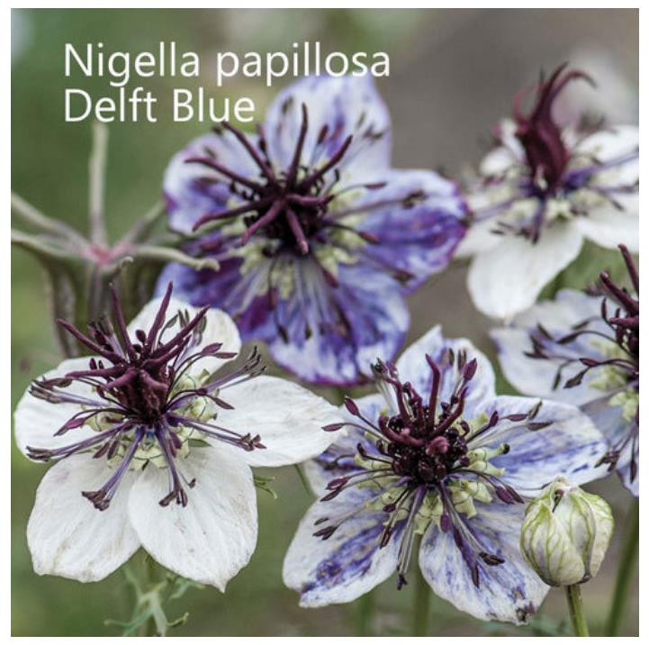 Nigella papillosa 'Delft Blue' - Amor em uma Névoa Delft Blue, Love in a Mist 'Delft Blue', Nigella Flor Eterna - Imagem 2