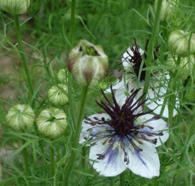 Nigella papillosa 'Delft Blue' - Amor em uma Névoa Delft Blue, Love in a Mist 'Delft Blue', Nigella Flor Eterna - Imagem 3