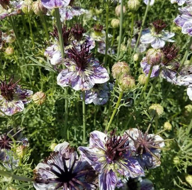 Nigella papillosa 'Delft Blue' - Amor em uma Névoa Delft Blue, Love in a Mist 'Delft Blue', Nigella Flor Eterna - Imagem 4