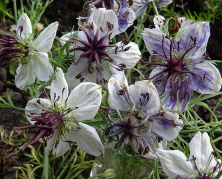 Nigella papillosa 'Delft Blue' - Amor em uma Névoa Delft Blue, Love in a Mist 'Delft Blue', Nigella Flor Eterna - Imagem 5