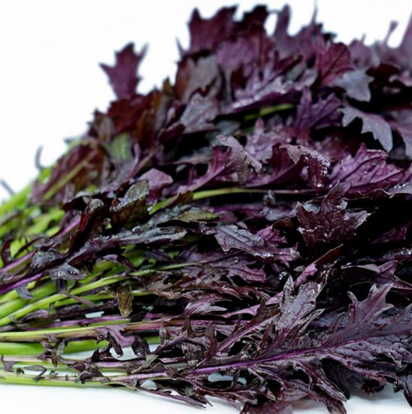 Brassica rapa ssp Japonica Mizuna Red knight - Mizuna Roxa, Couve Mostarda Japonesa Vermelha, Couve Japonesa Vermelho Púrpura
