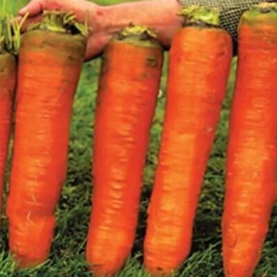 Nomenclatura botânica: Daucus carota Sativus 'Autumn King' (C. O.) - Cenoura Gigante Rei do Outono, Cenoura Rei do Outono,