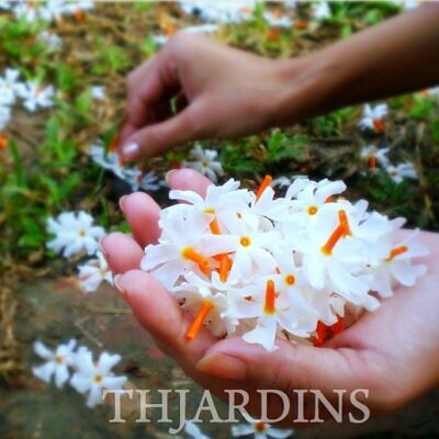 Nyctanthes arbor-Tristis - Jasmim da Noite, Árvore da Tristeza, Parijat