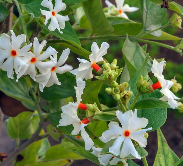 Nyctanthes arbor-Tristis - Jasmim da Noite, Árvore da Tristeza, Parijat - Imagem 2