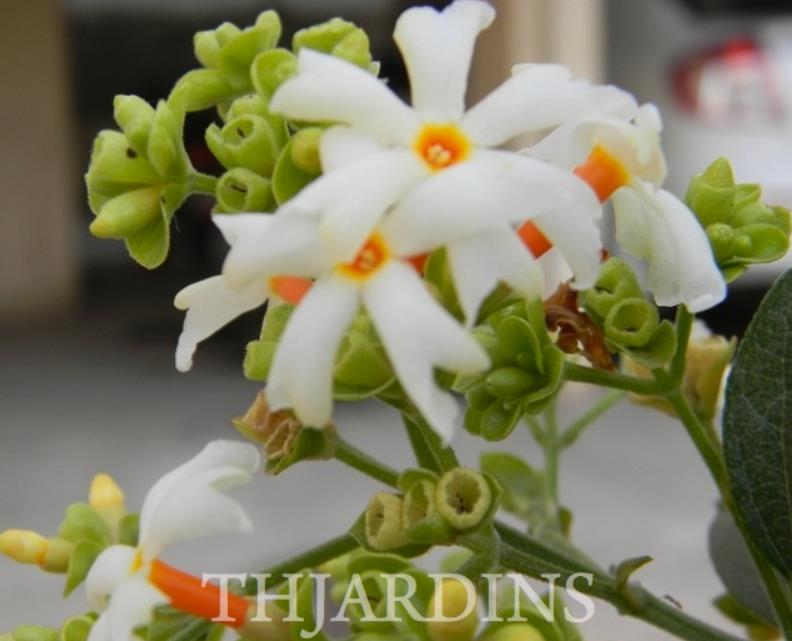 Nyctanthes arbor-Tristis - Jasmim da Noite, Árvore da Tristeza, Parijat - Imagem 3