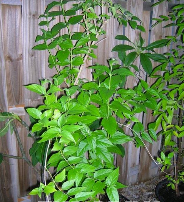 Nyctanthes arbor-Tristis - Jasmim da Noite, Árvore da Tristeza, Parijat - Imagem 7