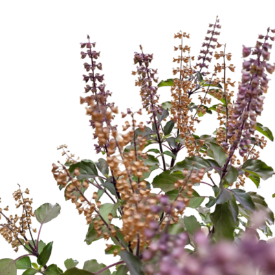 Ocimum tenuiflorum - Manjericão Sagrado, Manjericão-Santo, Tulsi