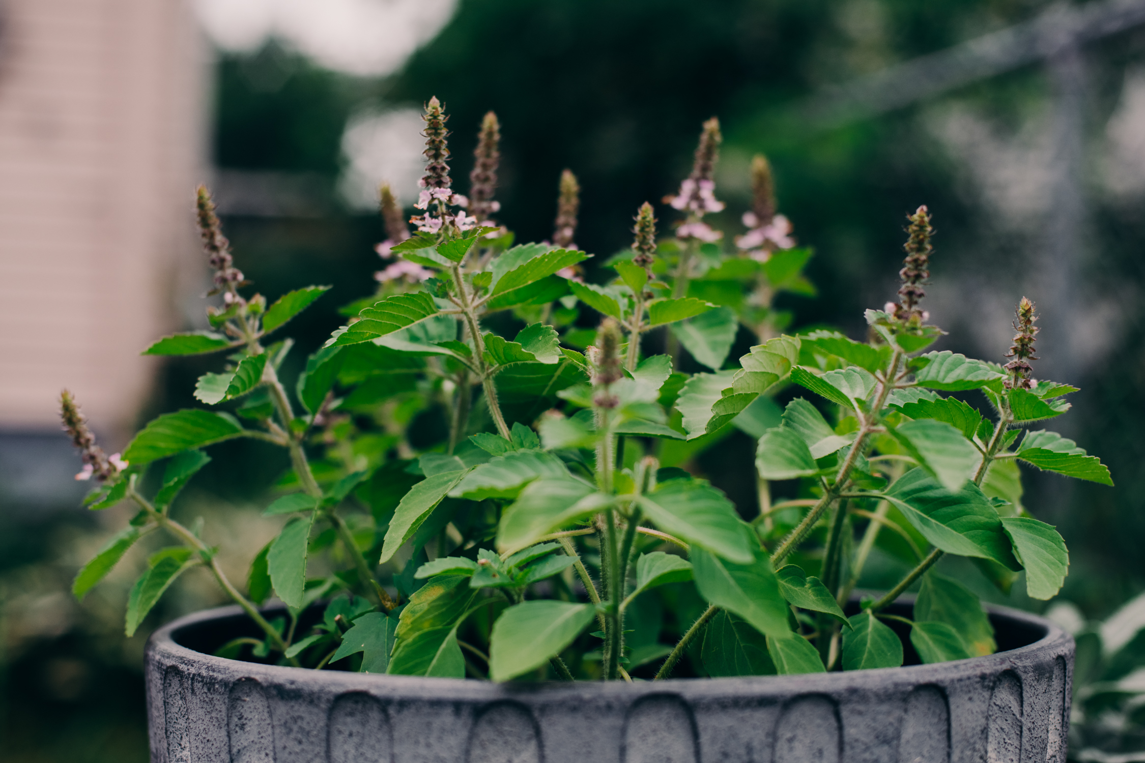 Ocimum tenuiflorum - Manjericão Sagrado, Manjericão-Santo, Tulsi - Imagem 4