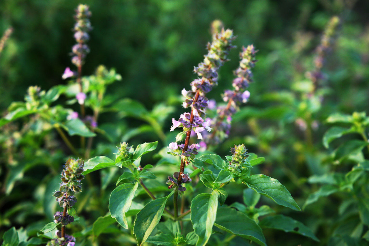 Ocimum tenuiflorum - Manjericão Sagrado, Manjericão-Santo, Tulsi - Imagem 8