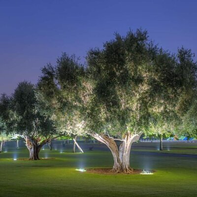 Olea europaea L. var. europaea - Oliveira, Azeitona, Oliveira Selvagem