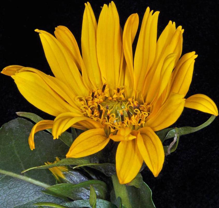 Orelha de Mula do Norte, Girassol Anão Liso, Northern Mule's Ears - Wyethia amplexicaulis (Espeletia amplexicaulis) - Imagem 2