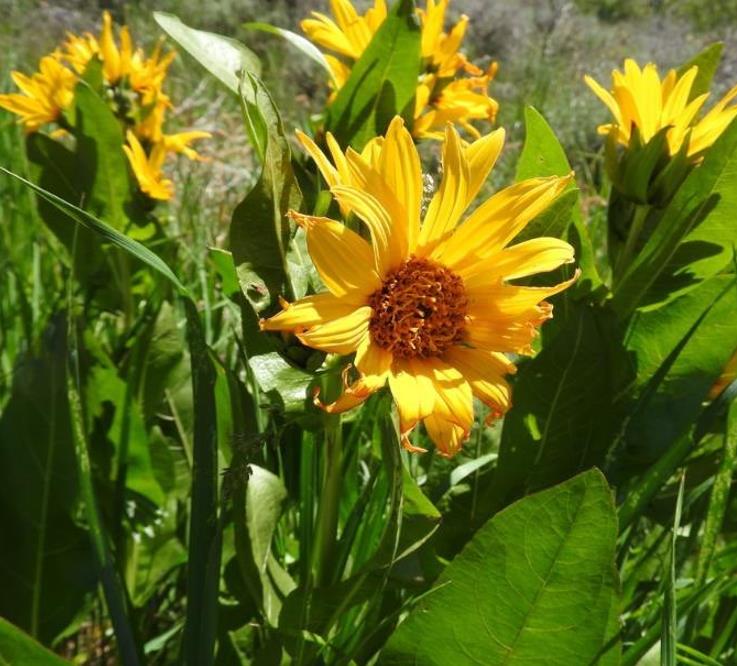 Orelha de Mula do Norte, Girassol Anão Liso, Northern Mule's Ears - Wyethia amplexicaulis (Espeletia amplexicaulis) - Imagem 4