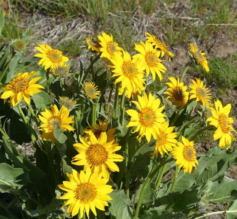 Orelha de Mula do Norte, Girassol Anão Liso, Northern Mule's Ears - Wyethia amplexicaulis (Espeletia amplexicaulis) - Imagem 5