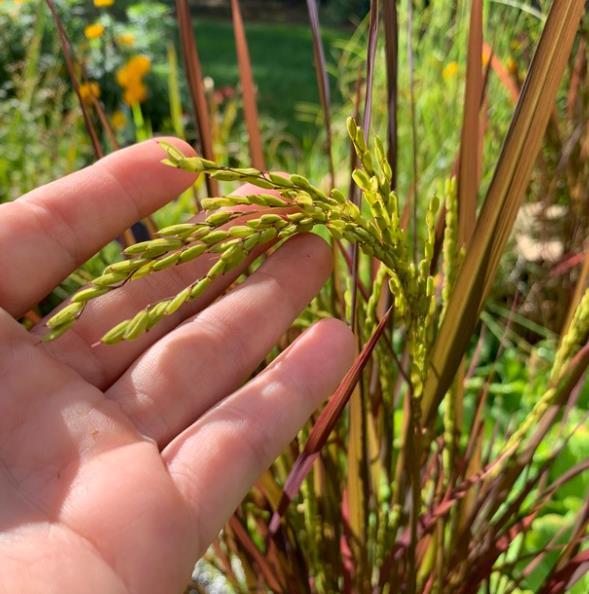 Oryza sativa Black madras - Arroz ornamental comestível Black madras, arroz Chartreuse (comestível)