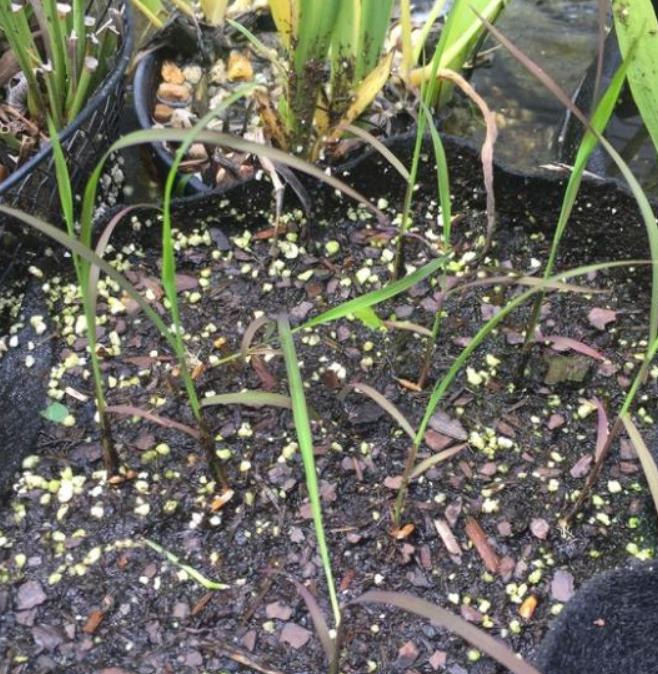 Oryza sativa Black madras - Arroz ornamental comestível Black madras, arroz Chartreuse (comestível) - Imagem 3