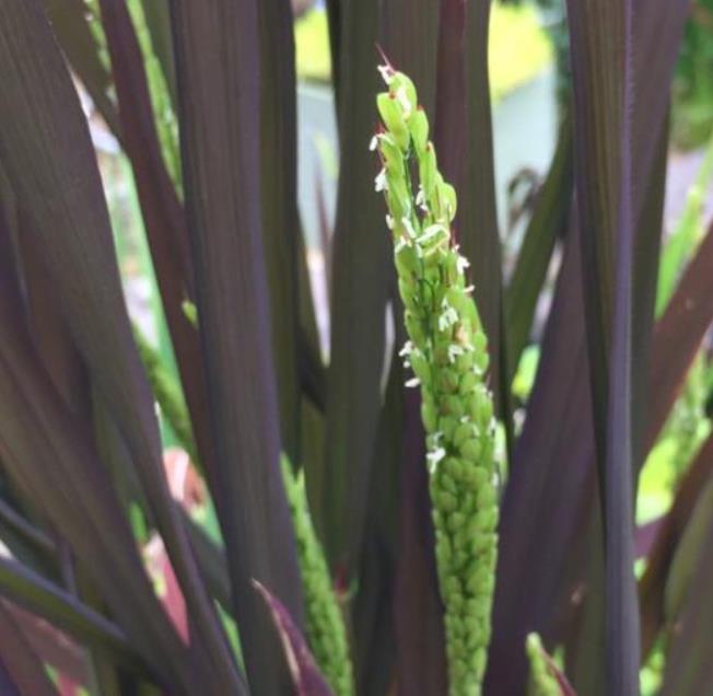 Oryza sativa Black madras - Arroz ornamental comestível Black madras, arroz Chartreuse (comestível) - Imagem 4