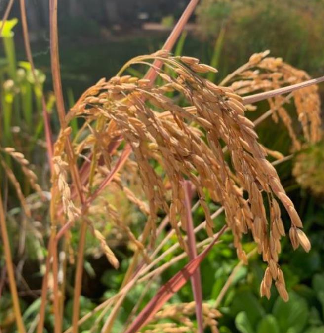 Oryza sativa Black madras - Arroz ornamental comestível Black madras, arroz Chartreuse (comestível) - Imagem 5