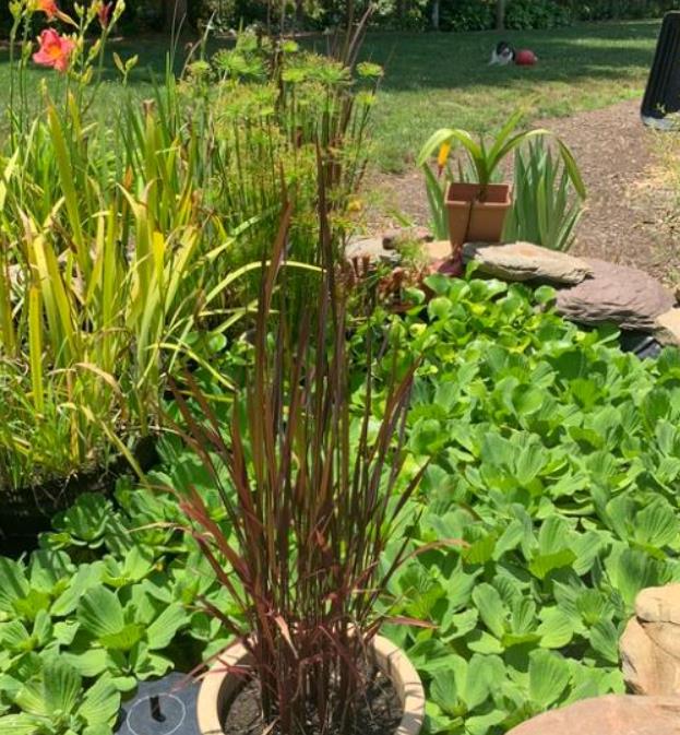 Oryza sativa Black madras - Arroz ornamental comestível Black madras, arroz Chartreuse (comestível) - Imagem 6