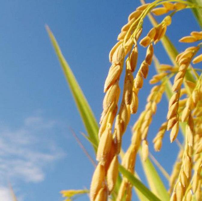 Oryza sativa Blue bonnet - Arroz Blue bonnet, Arroz de Belize, Arroz Armênio - Imagem 2