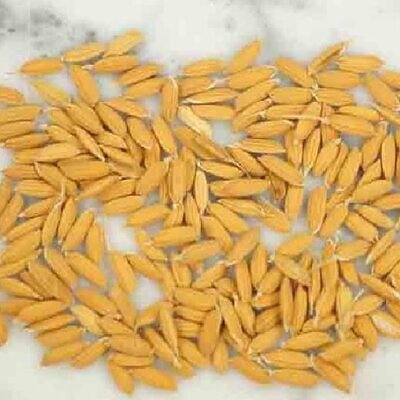 Oryza sativa Carolina gold - Arroz Carolina Gold, Arroz de ouro da Carolina, Sementes de ouro, Grãos de ouro