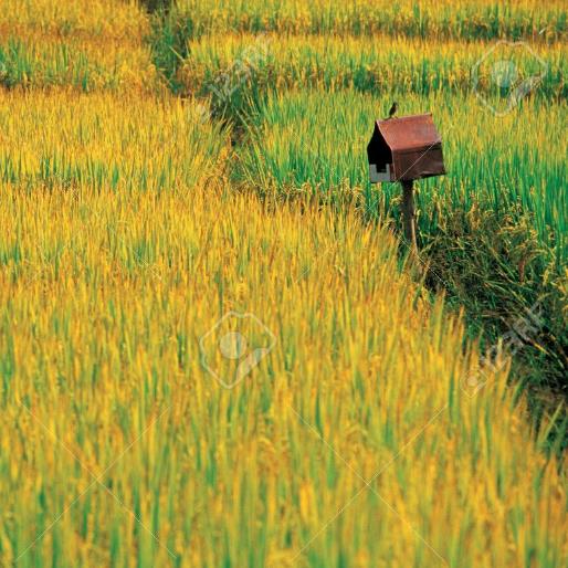 Oryza sativa Carolina gold - Arroz Carolina Gold, Arroz de ouro da Carolina, Sementes de ouro, Grãos de ouro - Imagem 2