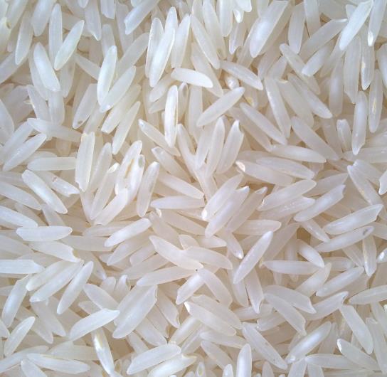 Oryza sativa Carolina gold - Arroz Carolina Gold, Arroz de ouro da Carolina, Sementes de ouro, Grãos de ouro - Imagem 5
